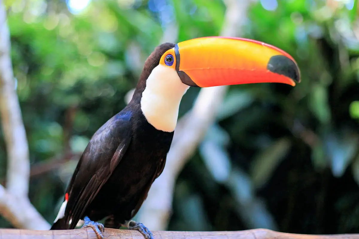 animales de la selva peruana tucan