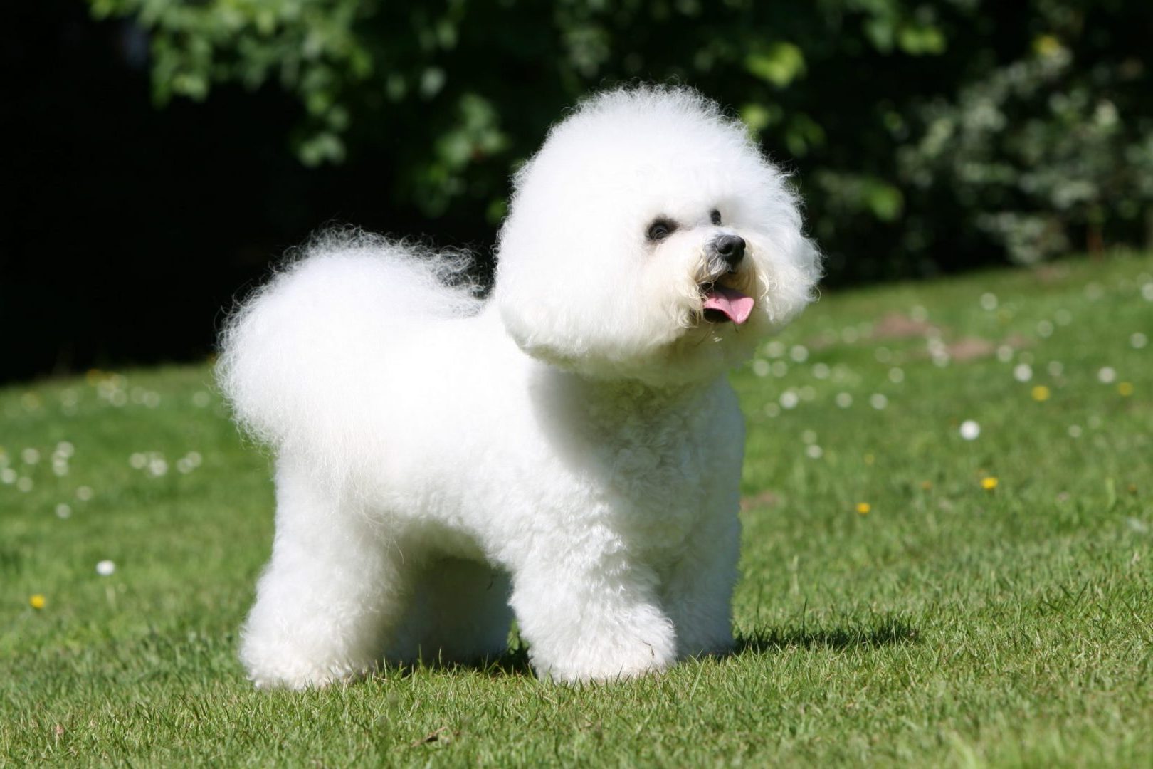 bichon frise