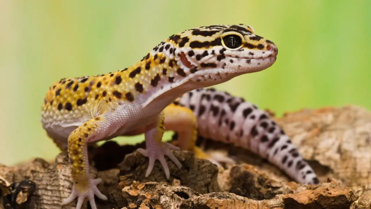 geckos leopardos