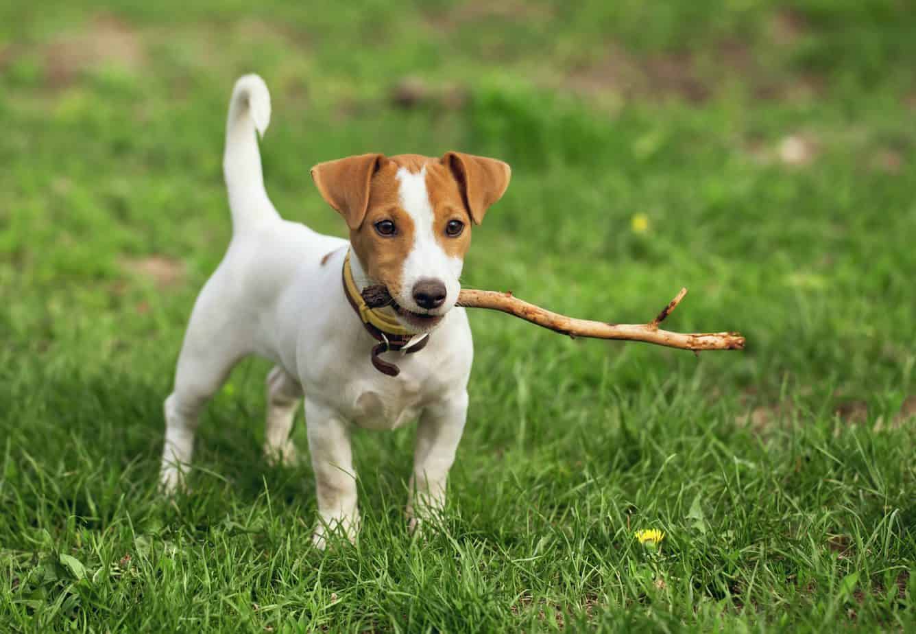  jack russel