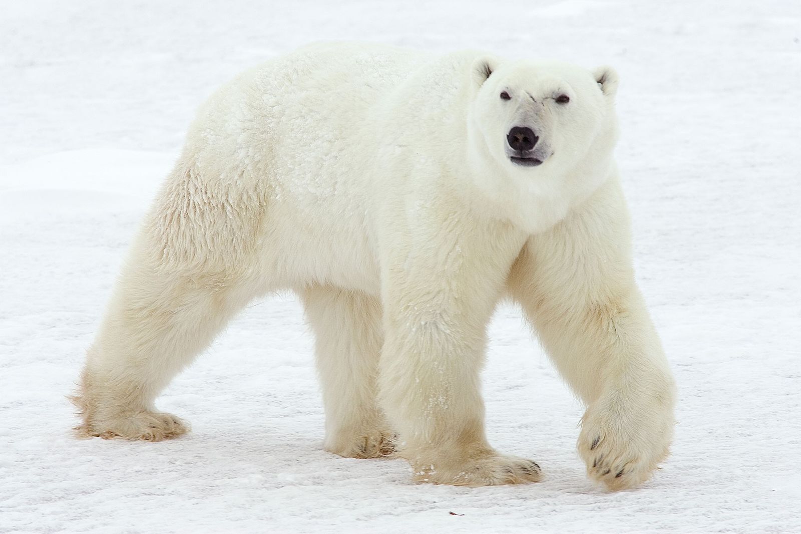 animales en via de extincion oso polar