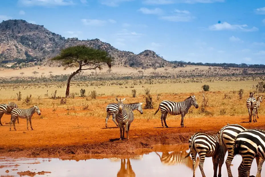 animales de la sabana africana