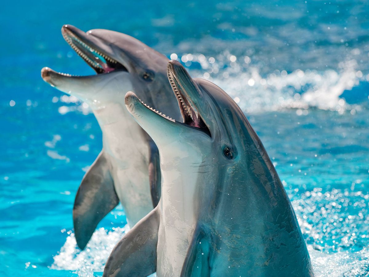 delfines