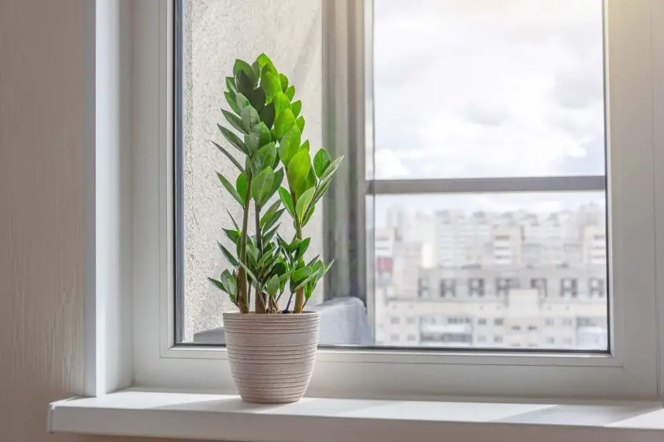 Zamioculcas y sus cuidados