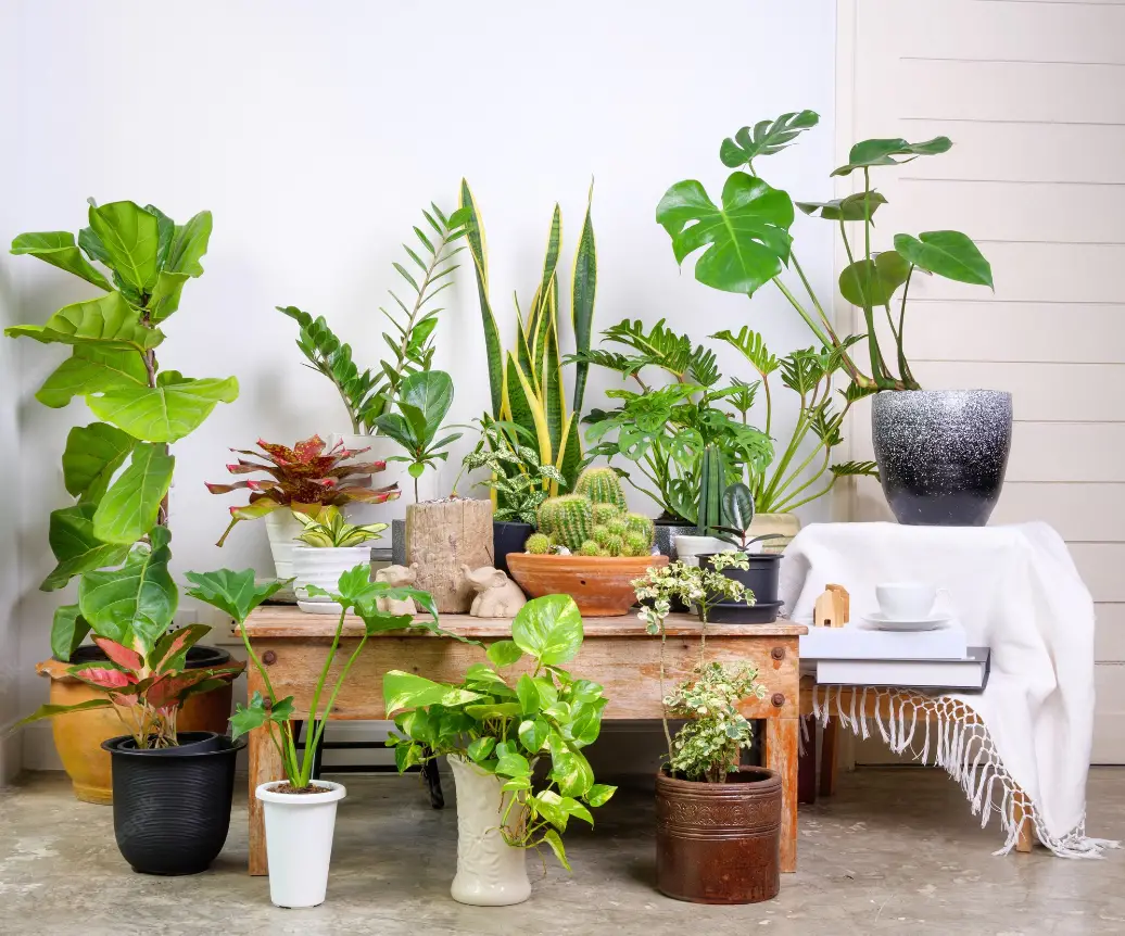  26 Hermosas Plantas Naturales De Interior Para Decorar Espacios