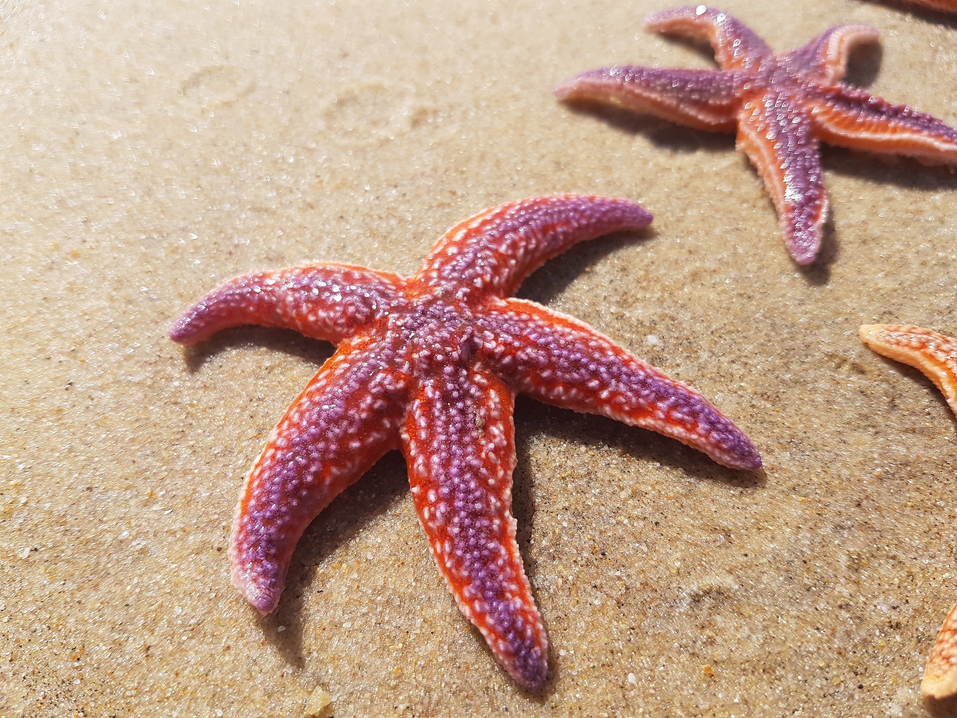 estrellas de mar