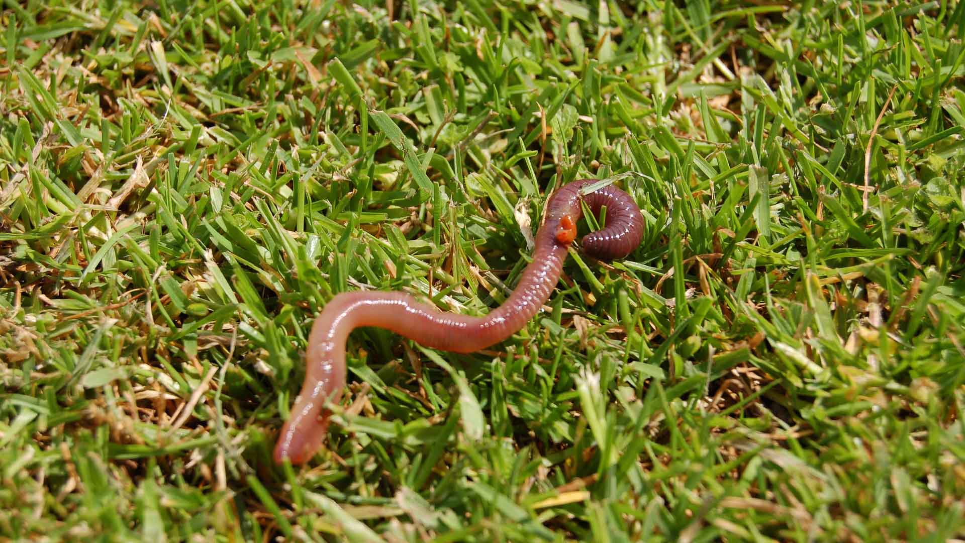 animales con respiracion cutanea lombriz de tierra