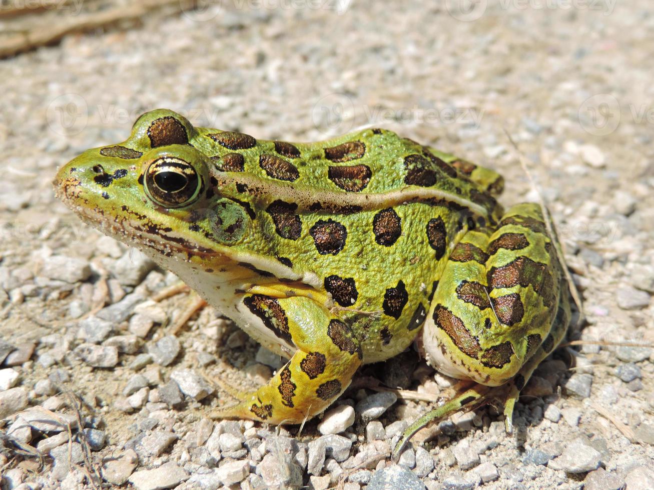 rana leopardo