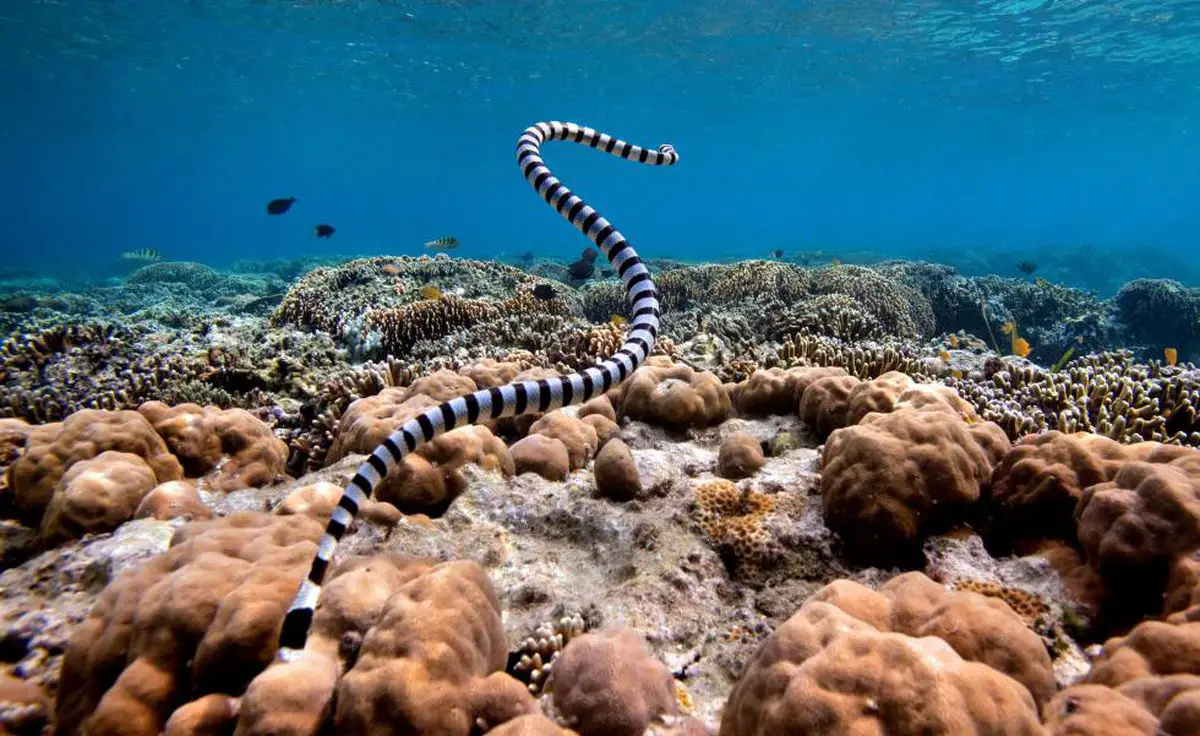 serpiente marina