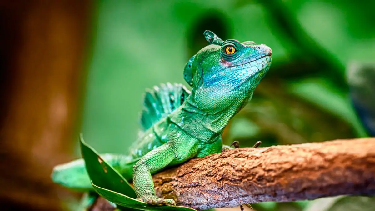 animales de sangre fria lagarto basilico