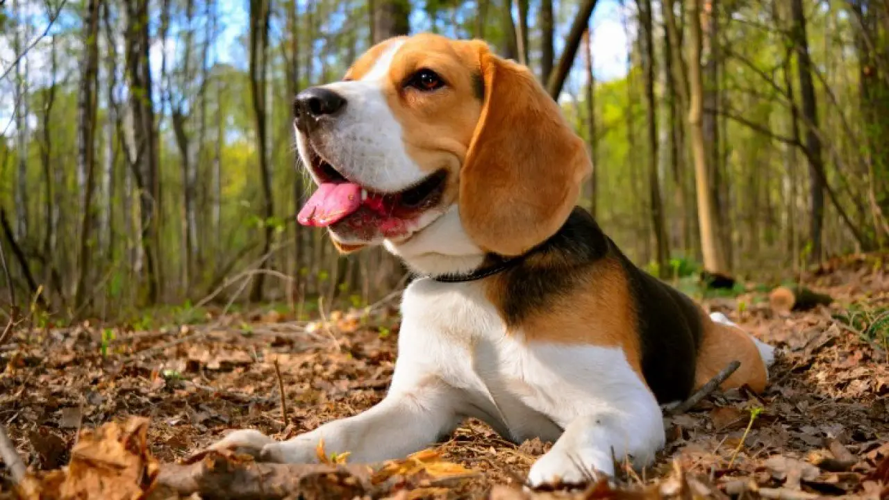 mascotas para ninos hiperactivos beagles