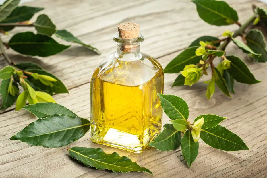 aceite de laurel