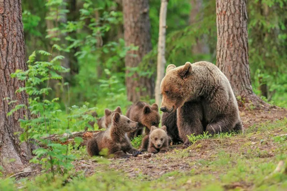 animales del bosque