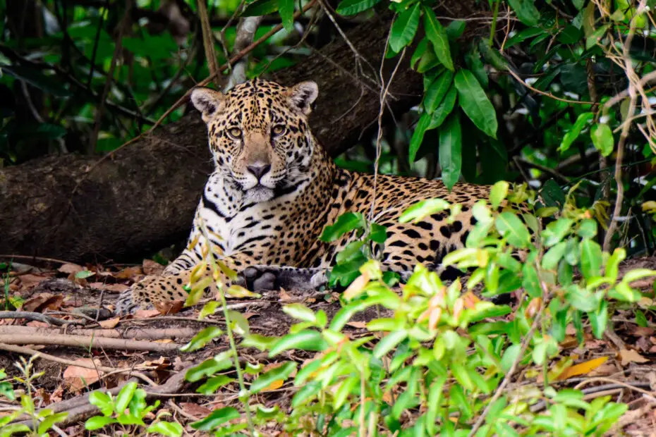 animales que viven en la selva