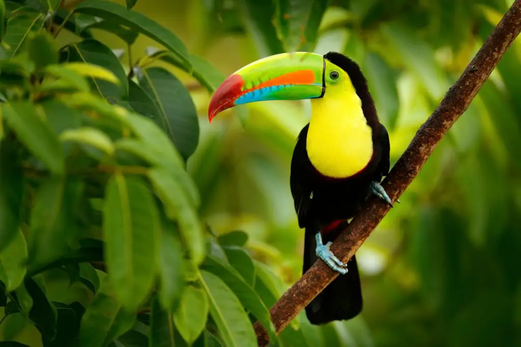 animales que viven en la selva tucan